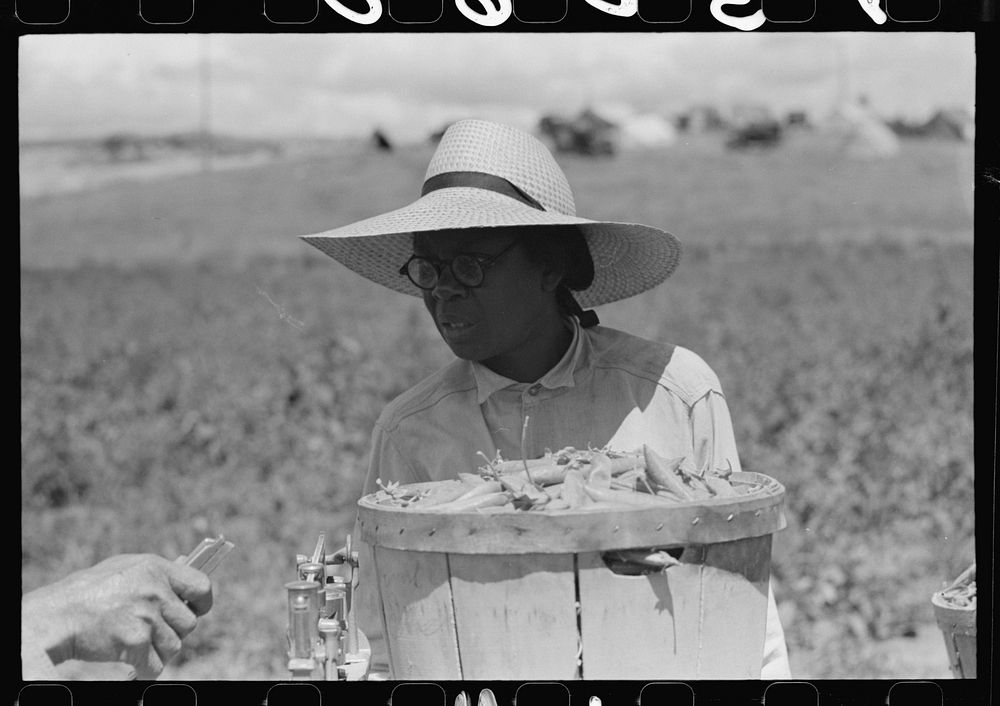 [Untitled photo, possibly related to: Pea picker. Nampa, Idaho] by Russell Lee