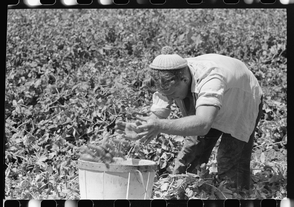 Picking peas, labor contractor's crew. Nampa, Idaho by Russell Lee
