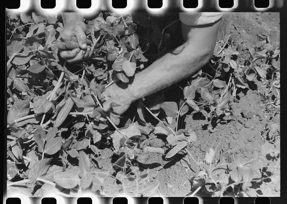 Detail picking peas. Nampa, Idaho by Russell Lee
