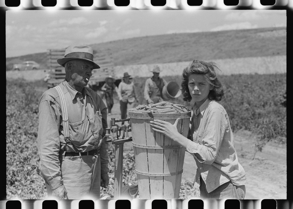 Checking in hamper of peas. Labor contractor's crew, Nampa, Idaho. These children were not picking peas. They accompanied…