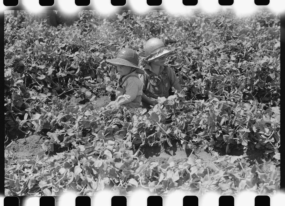 Children in the pea fields, labor contractor crew, Nampa, Idaho. These children were not picking, they accompanied their…