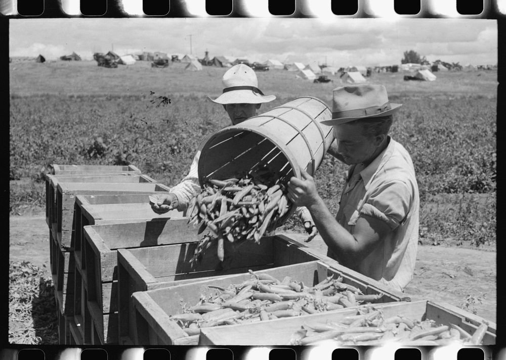 When peas are picked they are put in hampers. The hampers are emptied into crates to be carried into town. Nampa, Idaho by…