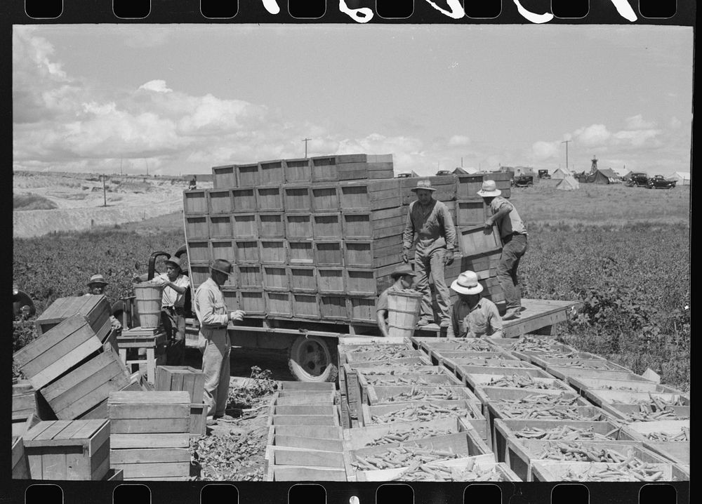 [Untitled photo, possibly related to: Crates of freshly-picked green peas. Nampa, Idaho] by Russell Lee