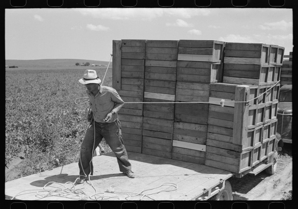 Tying crates of peas on truck at the contractor's pea pickers outfit. Nampa, Idaho by Russell Lee