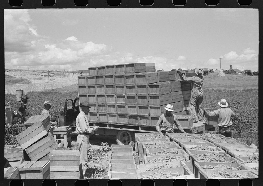 Tying crates of peas on truck for transporting to town where they will be packed for shipment. Nampa, Idaho by Russell Lee
