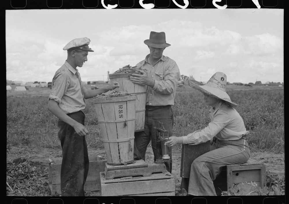 Weighing hamper of peas. Nampa, Idaho. This is part of the labor contractor's crew. If you want to be paid on this job you…