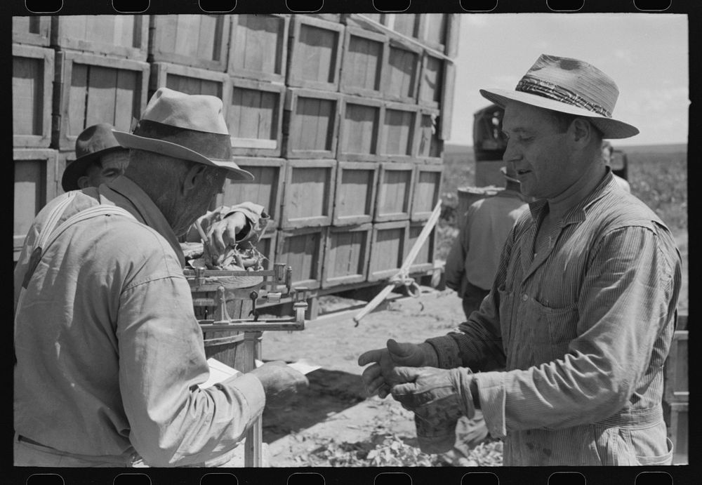 [Untitled photo, possibly related to: Tying crates of peas on truck for transporting to town where they will be packed for…