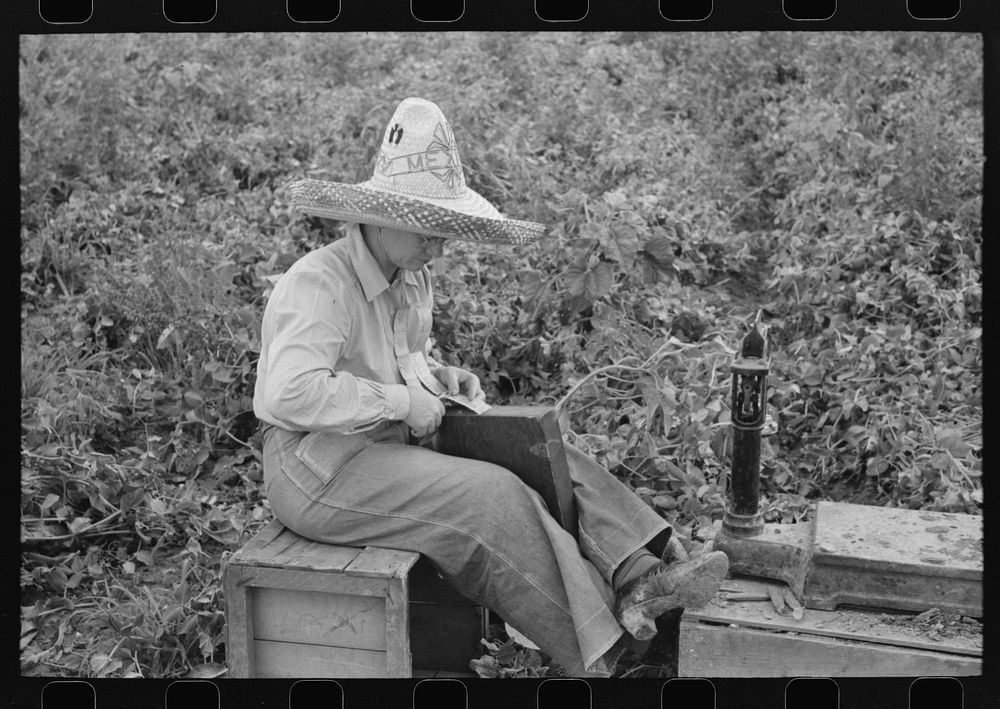 Checker at labor contractor's pea picking outfit. Nampa, Idaho by Russell Lee