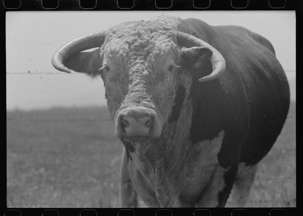 [Untitled photo, possibly related to: Bull's head. Cruzen Ranch, Valley County, Idaho] by Russell Lee
