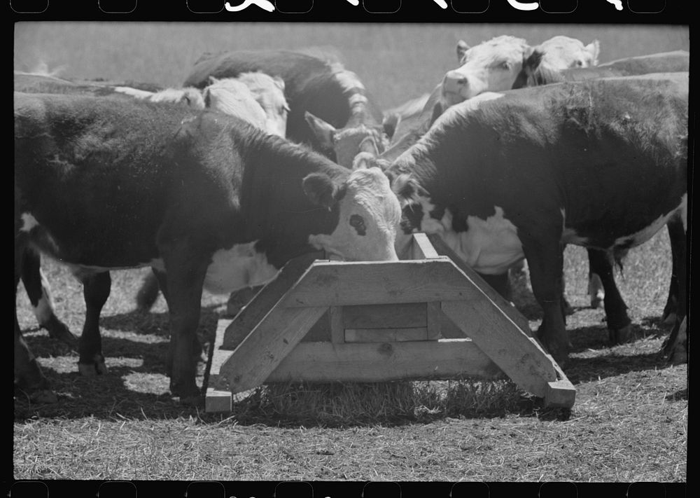 [Untitled photo, possibly related to: Yearling steers at salt trough on Cruzen Ranch, Valley County, Idaho. Note that the…
