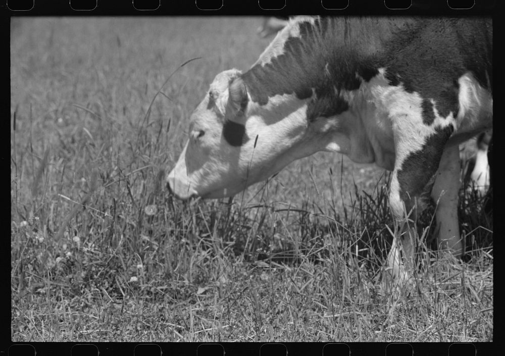 Yearling. Cruzen Ranch, Valley County, Idaho. This land was formerly used for growing timothy seed. Mr. Cruzen has put it…