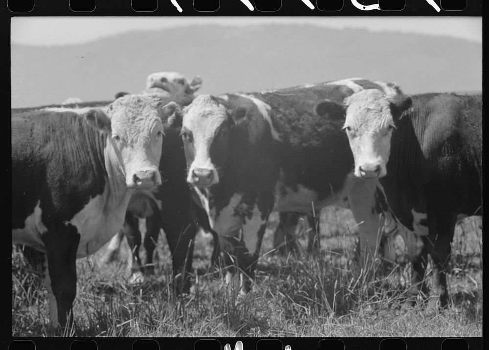 Cattle. Cruzen Ranch, Valley County, Idaho by Russell Lee