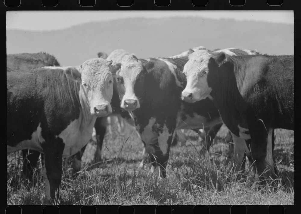 [Untitled photo, possibly related to: Yearlings. Cruzen Ranch, Valley County, Idaho] by Russell Lee