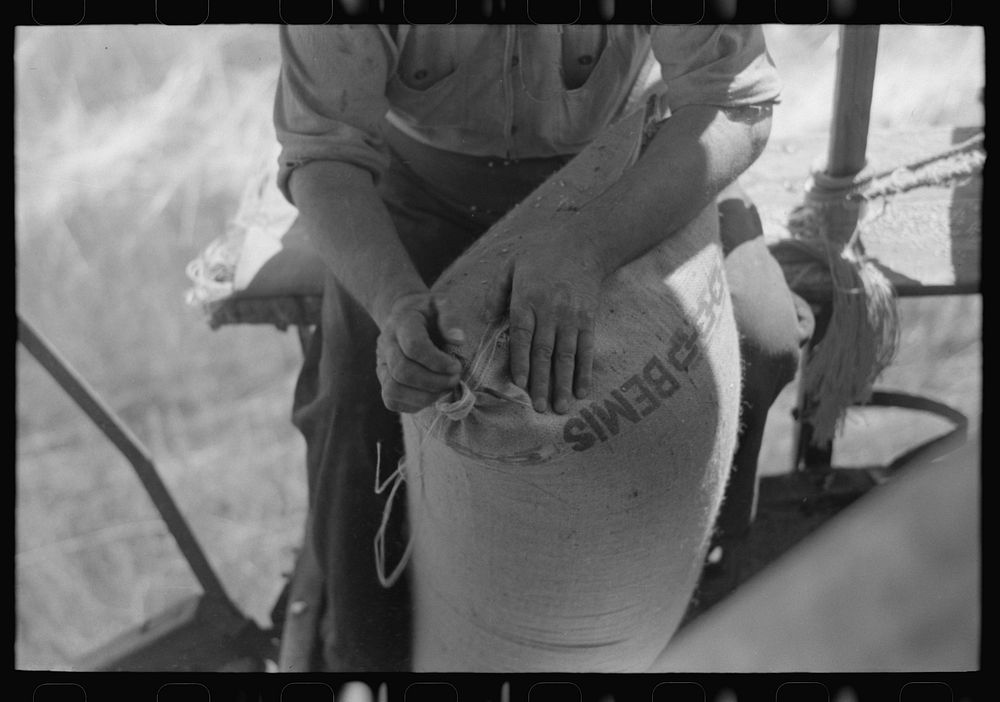 Sewing sack of wheat on combine. Walla Walla County, Washington by Russell Lee
