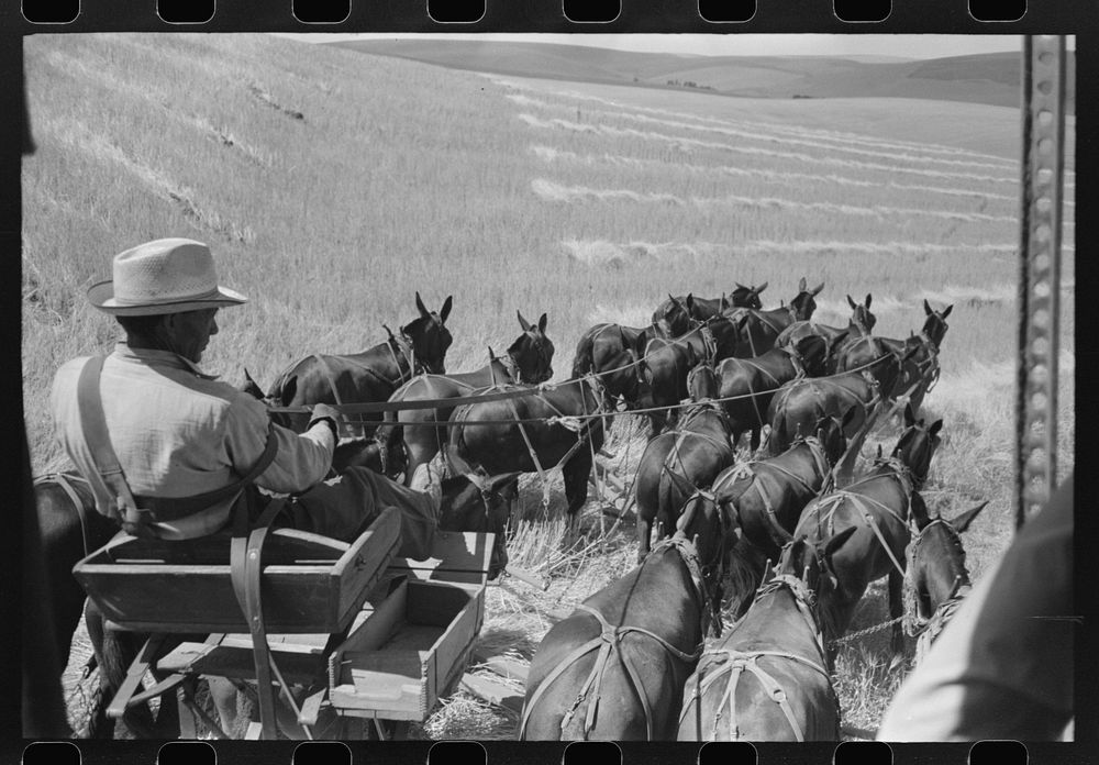 Walla Walla County, Washington. Farmer and the mules which pull the combine through the wheat field by Russell Lee