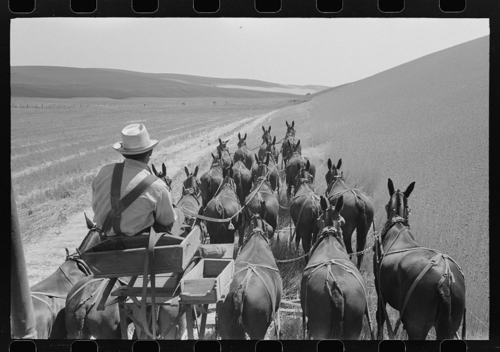 Walla Walla County, Washington. Farmer and the mules which pull the combine through the wheat fields by Russell Lee