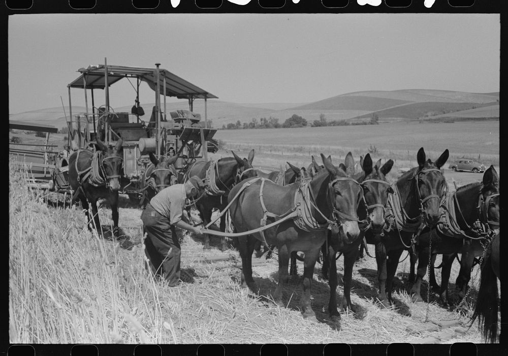 Walla Walla County, Washington. Mules are being unhitched from the combine to feed and water at noon in a wheat field by…