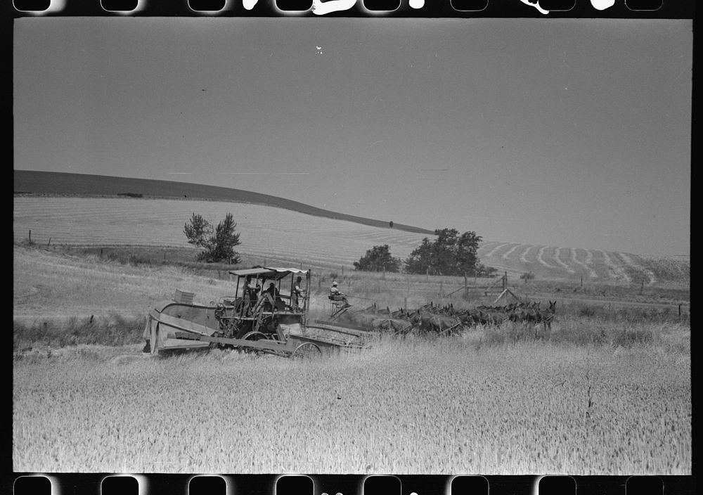 Walla Walla County, Washington. Working in a wheat field with a combine drawn by a mule by Russell Lee