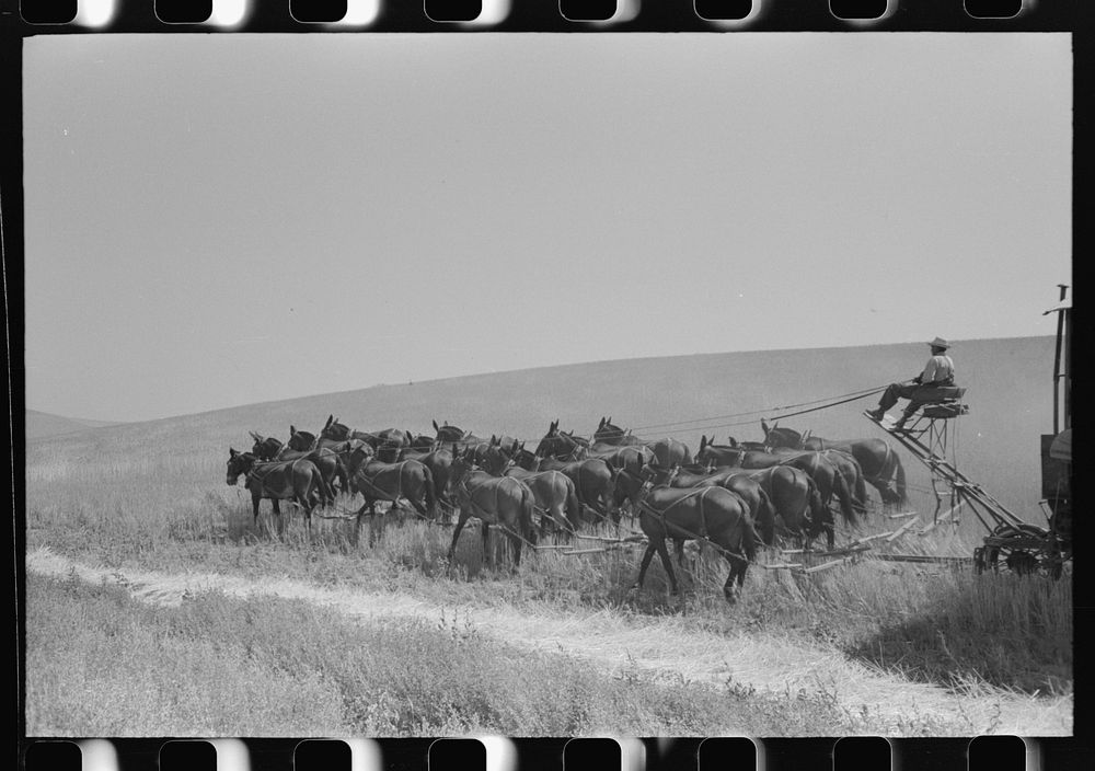 Walla Walla County, Washington. Farmer and the mule which pull the combine through the wheat field by Russell Lee