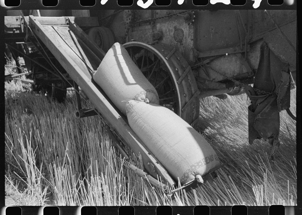 Walla Walla County, Washington. Bags of wheat coming off a combine by Russell Lee