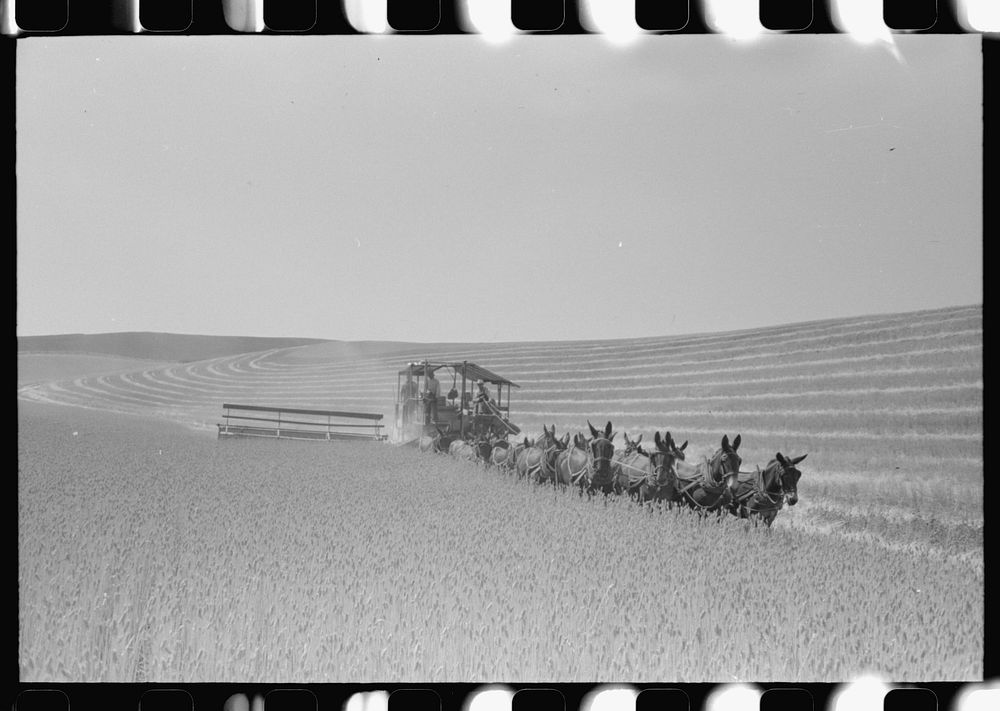 Walla Walla County, Washington. Working in a wheat field with a combine drawn by a mule team by Russell Lee