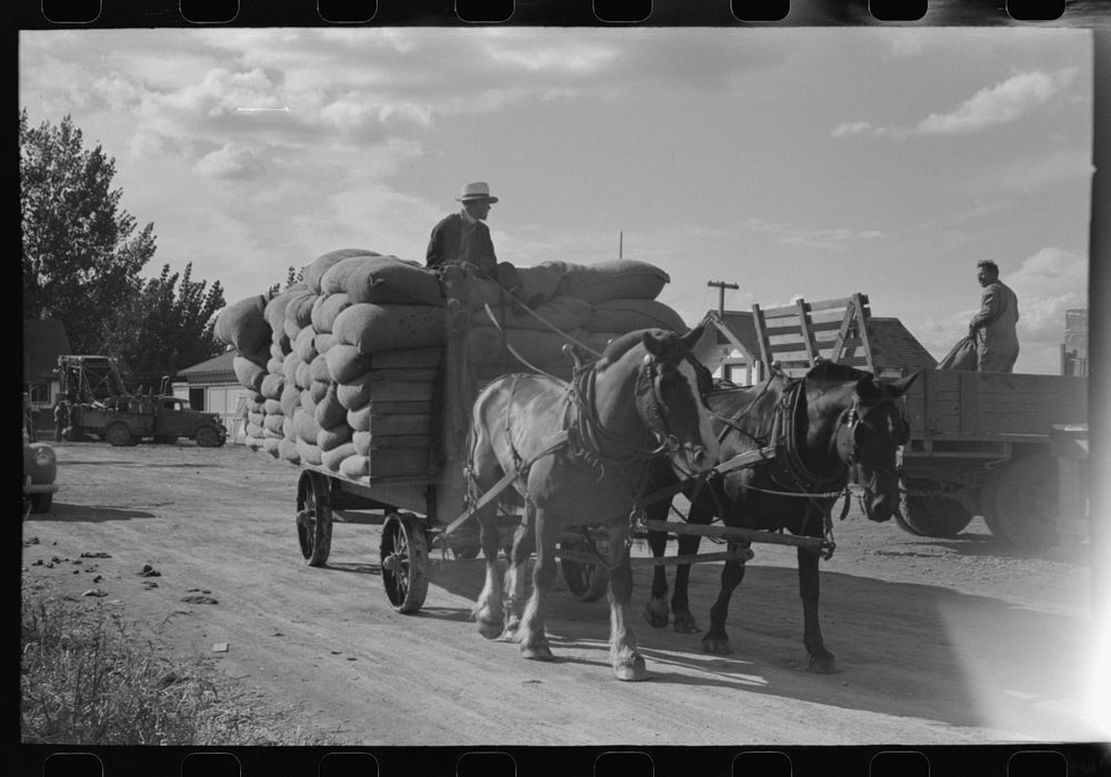 Bringing in sacks of hops after they have been picked by portable-type mechanical picker, Yakima Chief Hop Ranch, Yakima…