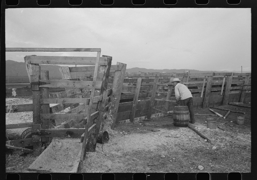 [Untitled photo, possibly related to: Cattle with hoof rot are driven through these pens which contain solution of blue…