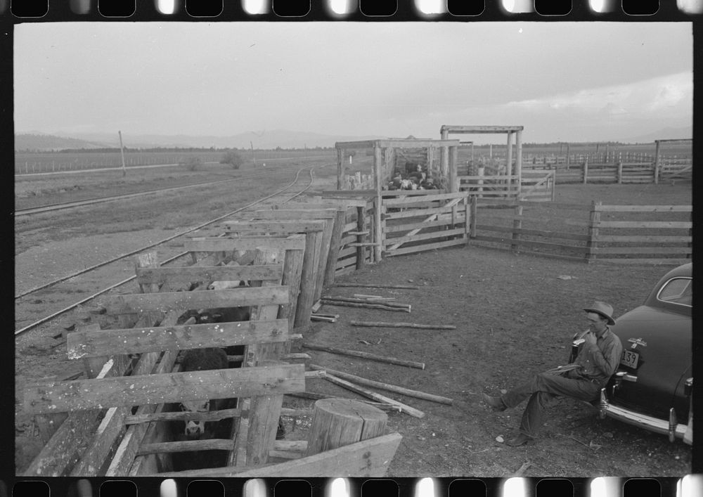 Cattle with hoof rot are driven through these pens which contain solution of blue vitriol. The Cruzen Ranch, Valley County…