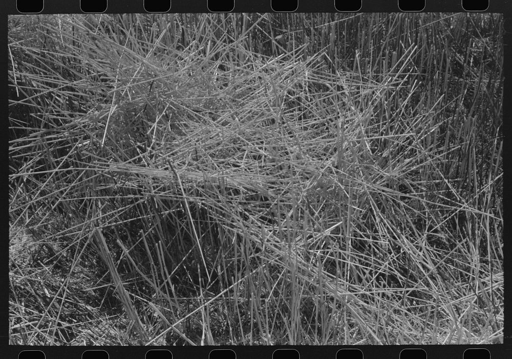 [Untitled photo, possibly related to: Stubble left in wheat field after combine has been through. Eureka Flats, Walla Walla…