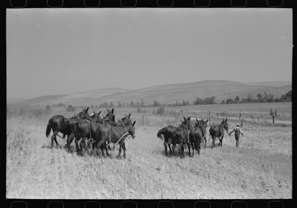 Mules are unhitched from combine and left to feed and water at noon. Walla Walla County, Washington by Russell Lee