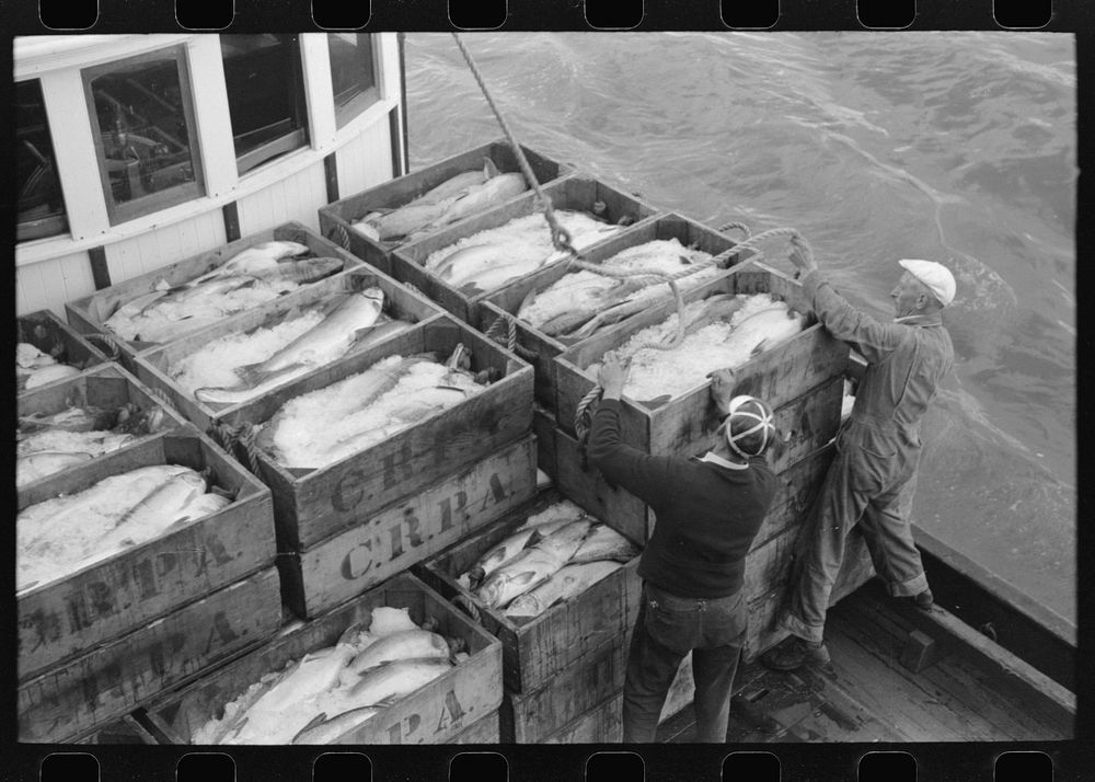 Boxes of salmon and ice on fishing boat unloading at the docks of the Columbia River Packing Association, Astoria, Oregon by…