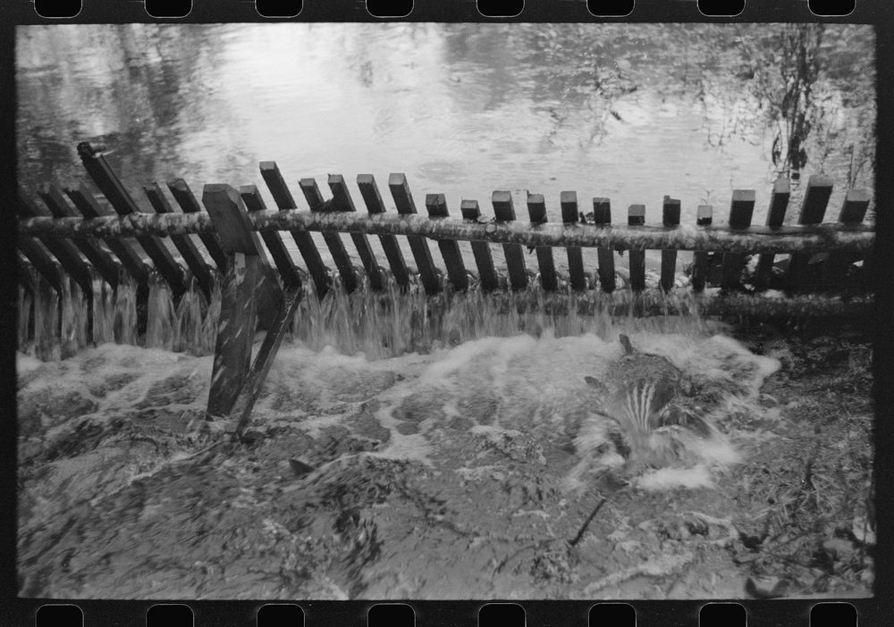 [Untitled photo, possibly related to: Salmon in trap of hatchery. These salmon will be stripped of their eggs for artificial…