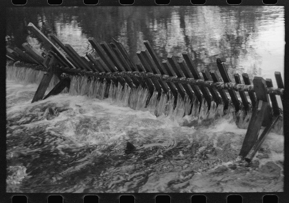[Untitled photo, possibly related to: Salmon in trap of hatchery. These salmon will be stripped of their eggs for artificial…