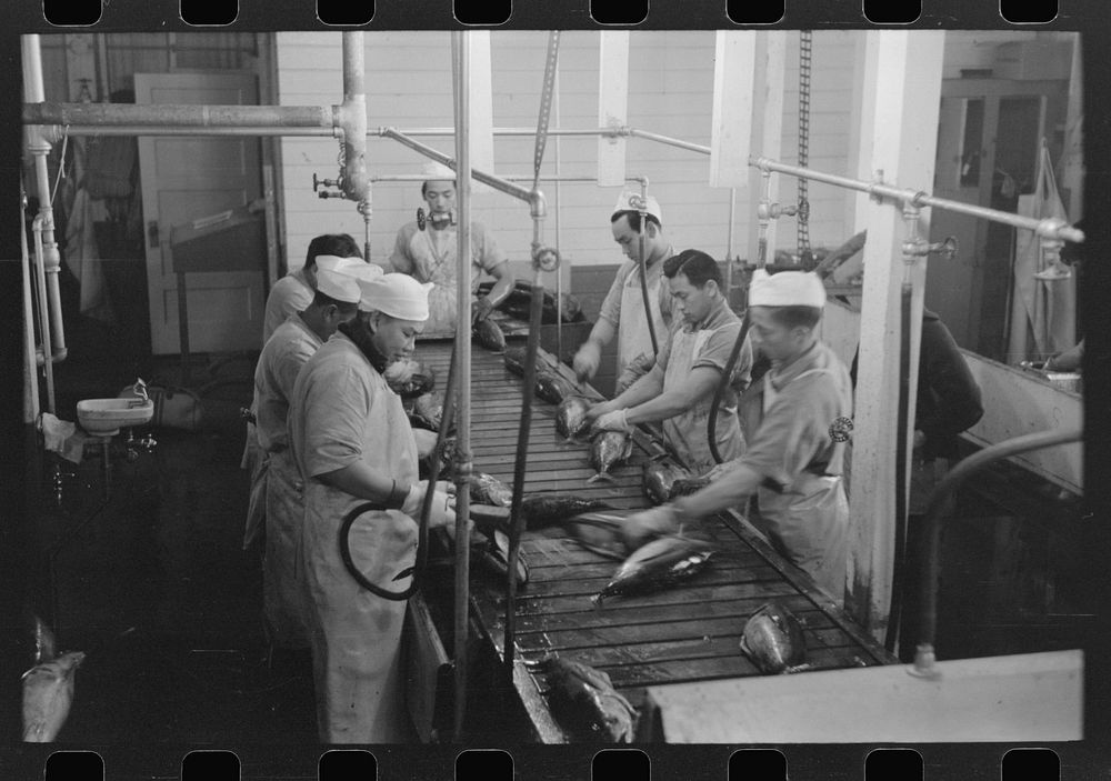 Gutting tuna, Columbia River Packing Association, Astoria, Oregon by Russell Lee