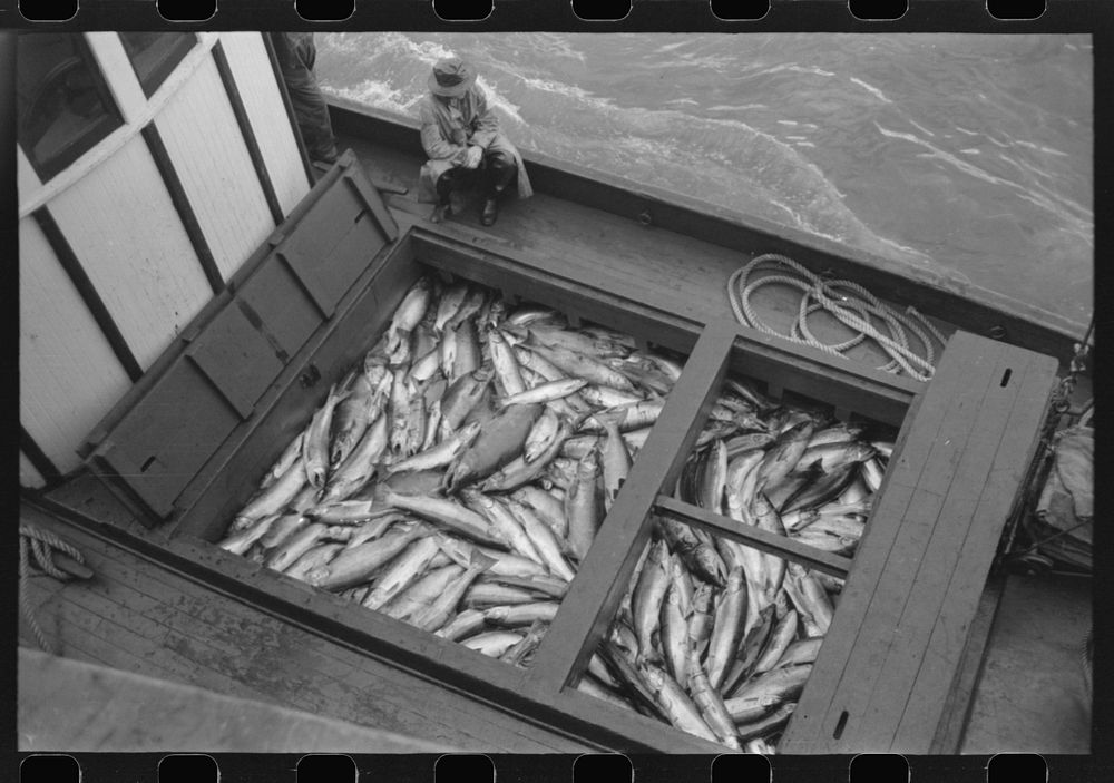 Boatload of salmon at the docks of the Columbia River Packing Association, Astoria, Oregon by Russell Lee