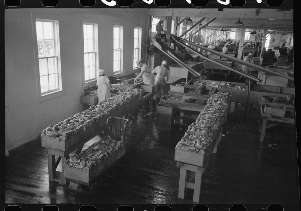 Sliced salmon ready for canning, Columbia River Packing Association, Astoria, Oregon by Russell Lee