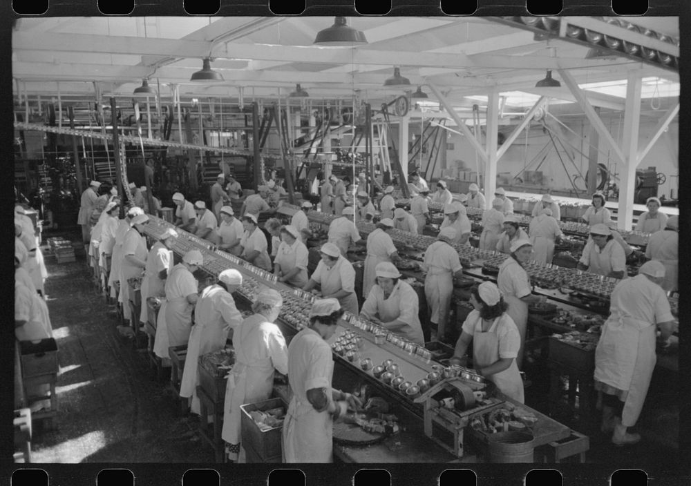 [Untitled photo, possibly related to: Sliced salmon ready for canning, Columbia River Packing Association, Astoria, Oregon]…