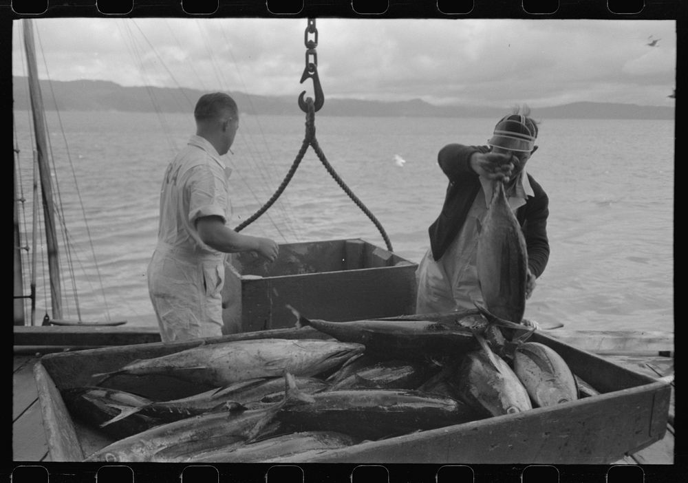 Unloading tuna from boat at docks of the Columbia River Packing Association, Astoria, Oregon by Russell Lee