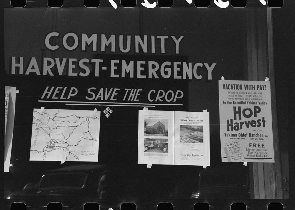 [Untitled photo, possibly related to: Sign at office of Community Harvest Emergency committee, Yakima, Washington] by…