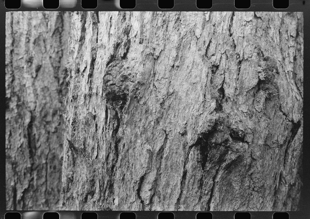 [Untitled photo, possibly related to: Trunks of trees on holdings of the Long Bell Lumber Company, Cowlitz County…