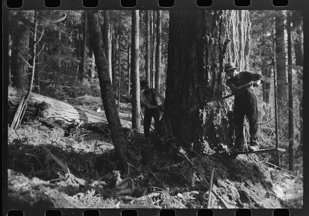 two fallers saw tree, Long Free Photo rawpixel