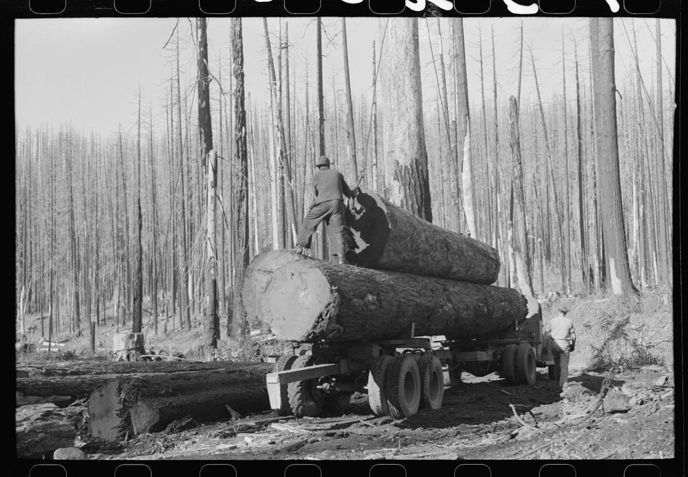 Loading logs onto truck, Tillamook County, Oregon by Russell Lee