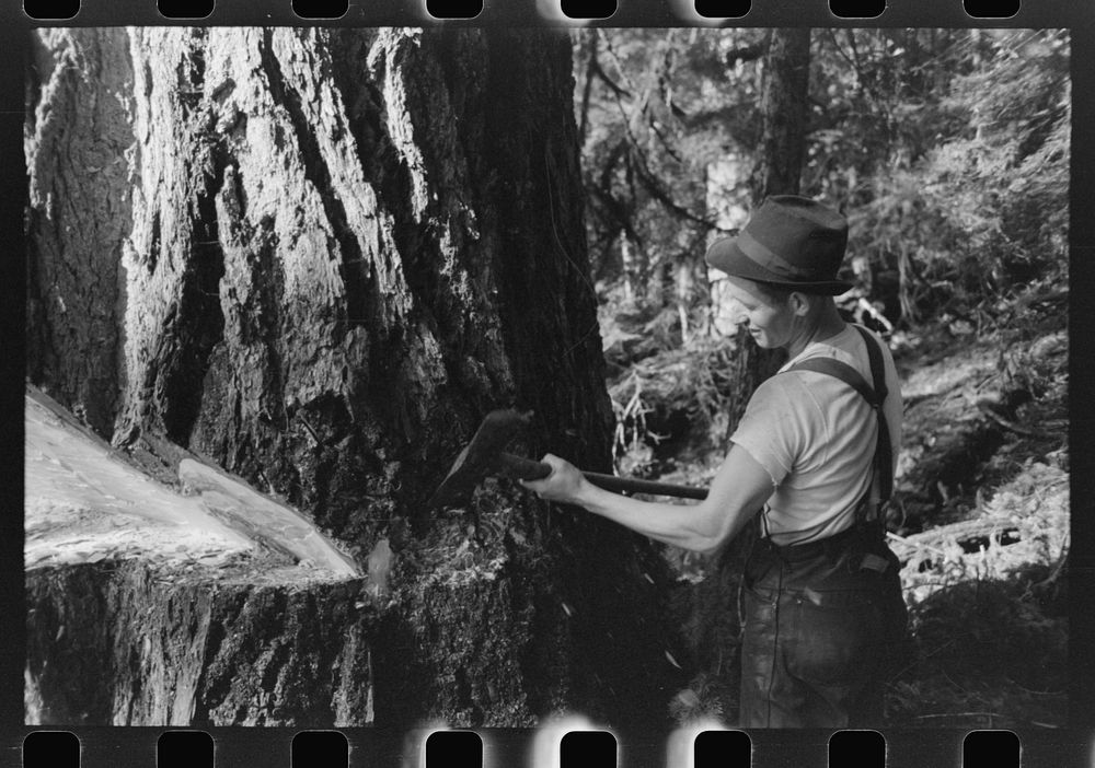 [Untitled photo, possibly related to: A faller who is pouring oil on this saw while falling a tree, Cowlitz County…