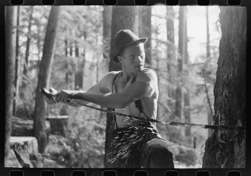 [Untitled photo, possibly related to: Faller puts oil on saw as he falls tree, Long Bell Lumber Company, Cowlitz…