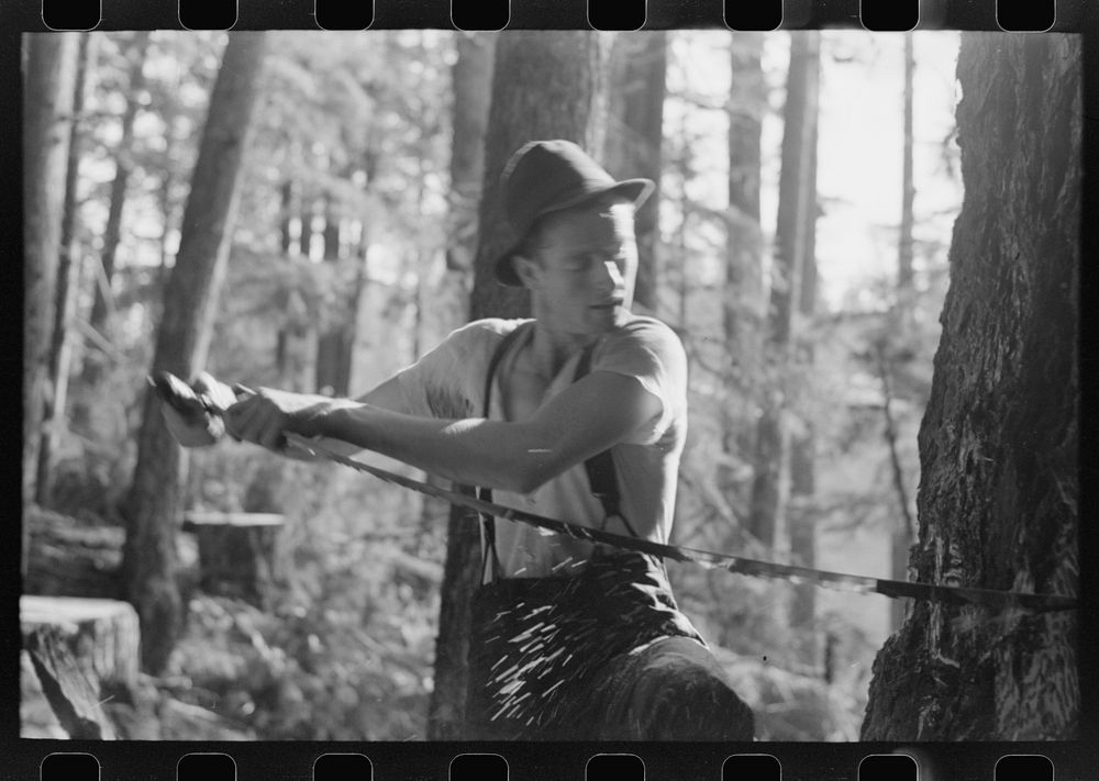 [Untitled photo, possibly related to: Faller puts oil on saw as he falls tree, Long Bell Lumber Company, Cowlitz…