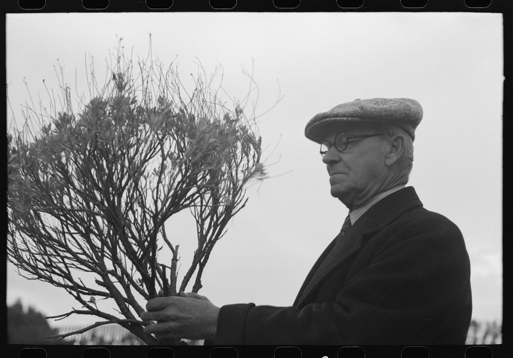 [Untitled photo, possibly related to: Dr. William B. McCallum, manager of the International Rubber Company of California…