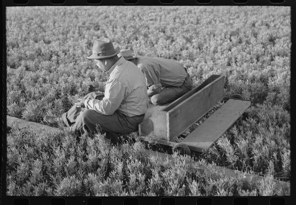 [Untitled photo, possibly related to: Weeding the seedbeds at guayule nursery at Salinas, California] by Russell Lee