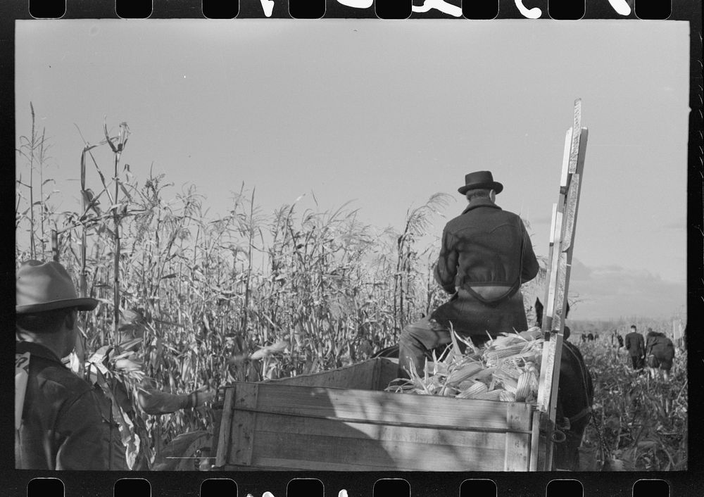 Wagon of corn at cornhusking contest, Ontario, Oregon by Russell Lee