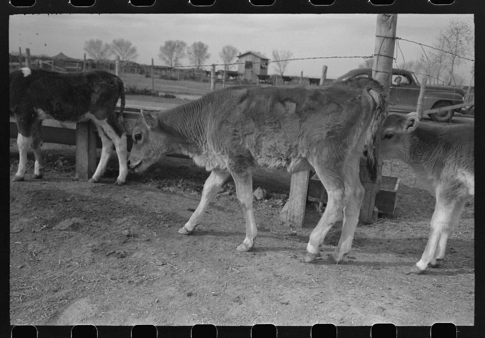 [Untitled photo, possibly related to: Calf at the FSA (Farm Security Administration) Casa Grande Farms, Coolidge, Arizona]…