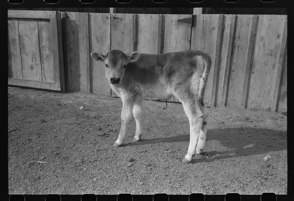 Calf at the FSA (Farm Security Administration) Casa Grande Farms, Coolidge, Arizona by Russell Lee